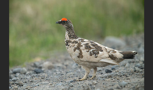 Alpenschneehuhn (Lagopus mutus)