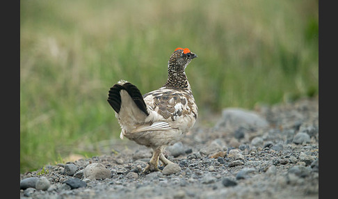 Alpenschneehuhn (Lagopus mutus)