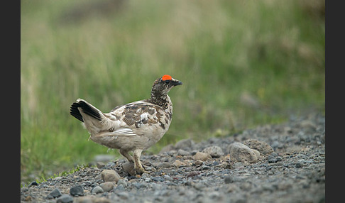 Alpenschneehuhn (Lagopus mutus)