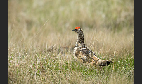 Alpenschneehuhn (Lagopus mutus)