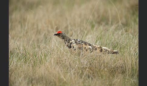 Alpenschneehuhn (Lagopus mutus)