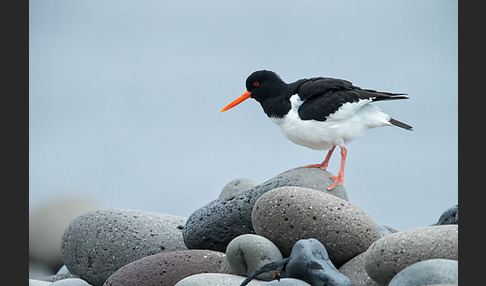 Austernfischer (Haematopus ostralegus)