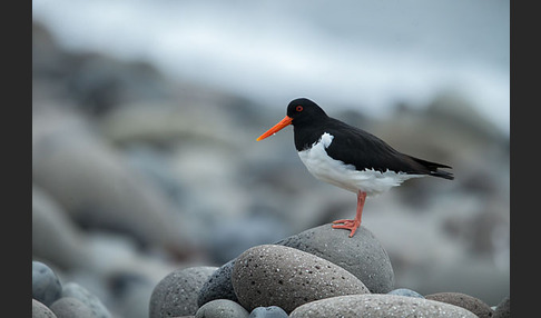 Austernfischer (Haematopus ostralegus)