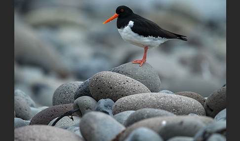 Austernfischer (Haematopus ostralegus)