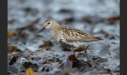 Alpenstrandläufer (Calidris alpina)