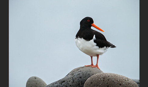 Austernfischer (Haematopus ostralegus)