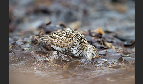 Alpenstrandläufer (Calidris alpina)