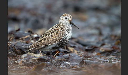 Alpenstrandläufer (Calidris alpina)