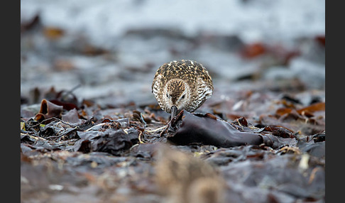 Alpenstrandläufer (Calidris alpina)