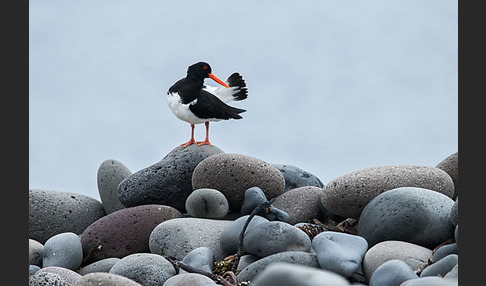 Austernfischer (Haematopus ostralegus)