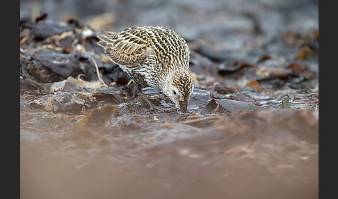 Alpenstrandläufer (Calidris alpina)