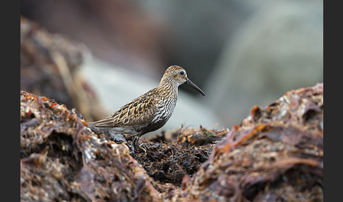 Alpenstrandläufer (Calidris alpina)