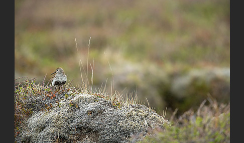 Alpenstrandläufer (Calidris alpina)