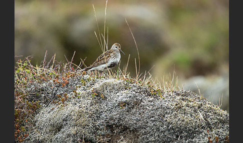 Alpenstrandläufer (Calidris alpina)