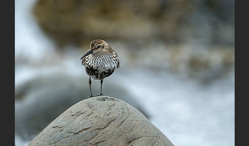 Alpenstrandläufer (Calidris alpina)