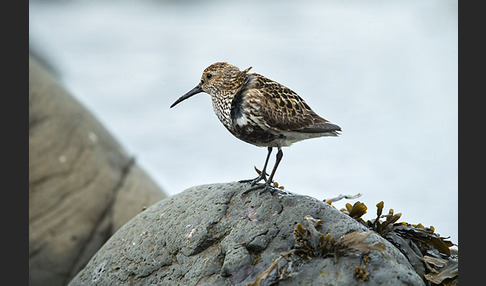 Alpenstrandläufer (Calidris alpina)