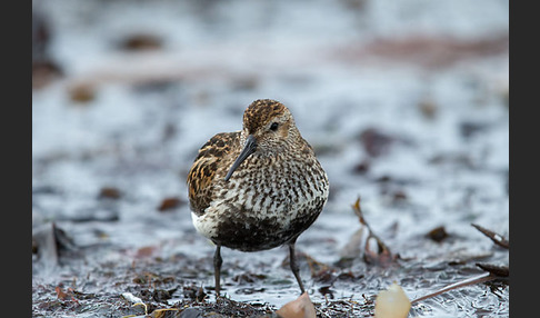 Alpenstrandläufer (Calidris alpina)