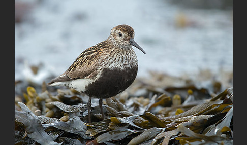 Alpenstrandläufer (Calidris alpina)