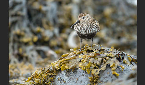 Alpenstrandläufer (Calidris alpina)