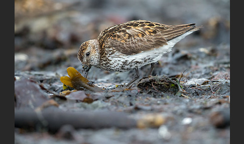 Alpenstrandläufer (Calidris alpina)