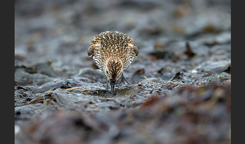 Alpenstrandläufer (Calidris alpina)