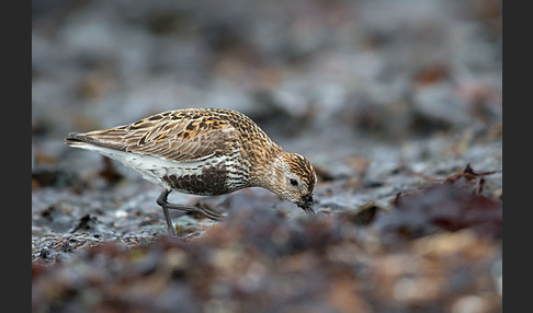 Alpenstrandläufer (Calidris alpina)