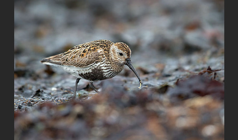 Alpenstrandläufer (Calidris alpina)