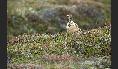 Alpenschneehuhn (Lagopus mutus)