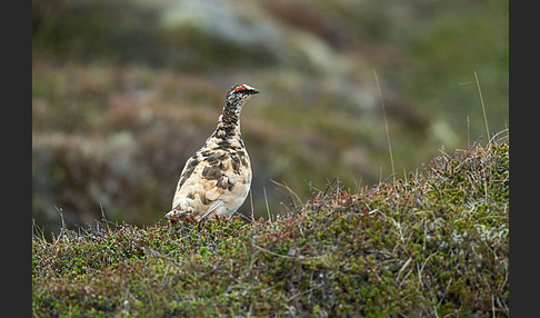 Alpenschneehuhn (Lagopus mutus)