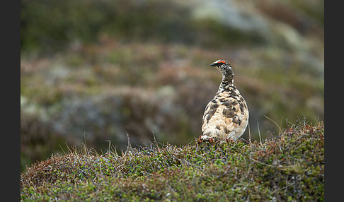 Alpenschneehuhn (Lagopus mutus)