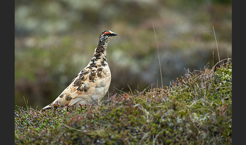 Alpenschneehuhn (Lagopus mutus)