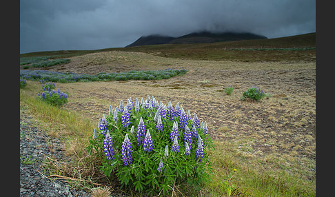 Alaska-Lupine (Lupinus nootkatensis)