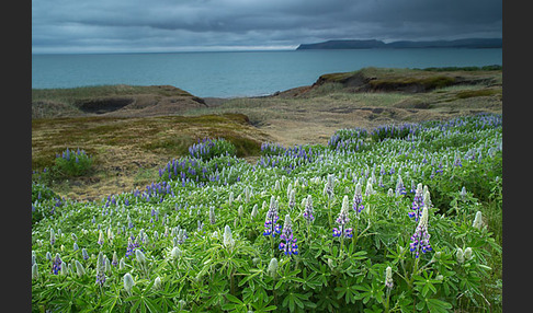 Alaska-Lupine (Lupinus nootkatensis)