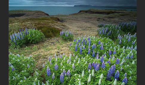 Alaska-Lupine (Lupinus nootkatensis)