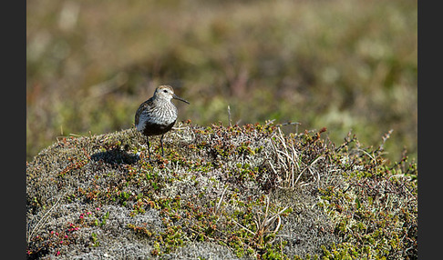 Alpenstrandläufer (Calidris alpina)