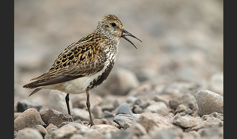 Alpenstrandläufer (Calidris alpina)