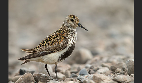 Alpenstrandläufer (Calidris alpina)