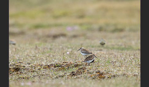 Alpenstrandläufer (Calidris alpina)