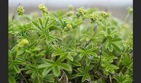 Alpen-Frauenmantel (Alchemilla alpina)