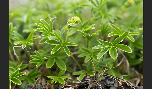 Alpen-Frauenmantel (Alchemilla alpina)