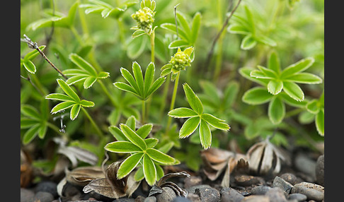 Alpen-Frauenmantel (Alchemilla alpina)