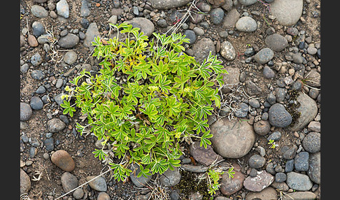 Alpen-Frauenmantel (Alchemilla alpina)