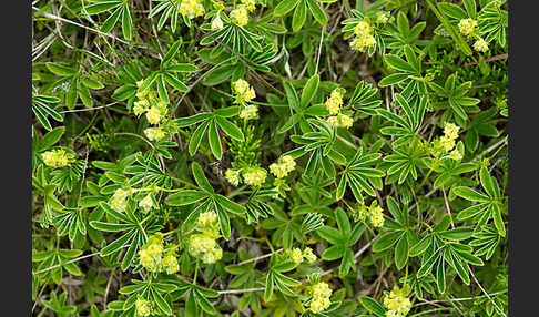 Alpen-Frauenmantel (Alchemilla alpina)