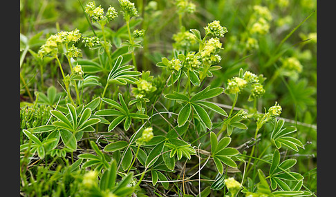 Alpen-Frauenmantel (Alchemilla alpina)