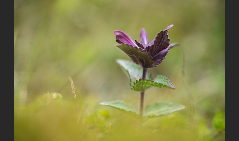 Alpenhelm (Bartsia alpina)