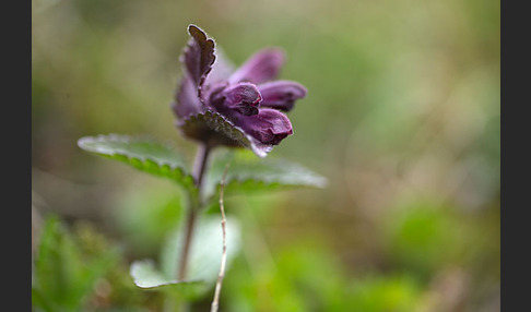 Alpenhelm (Bartsia alpina)