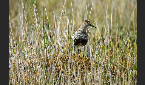 Alpenstrandläufer (Calidris alpina)