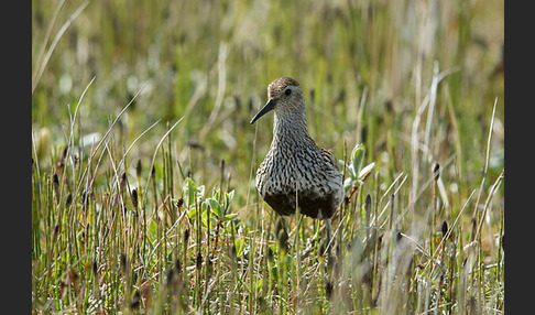 Alpenstrandläufer (Calidris alpina)