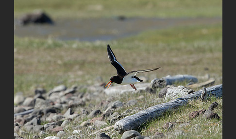 Austernfischer (Haematopus ostralegus)