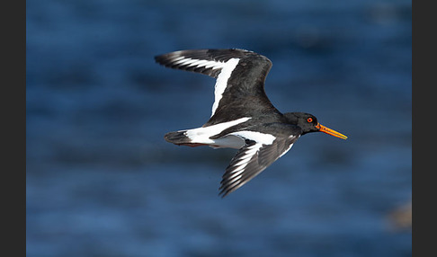 Austernfischer (Haematopus ostralegus)